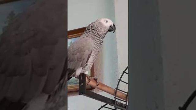 Апчхи! Красиво? Дзынь дзынь колокоольчик! смотреть онлайн