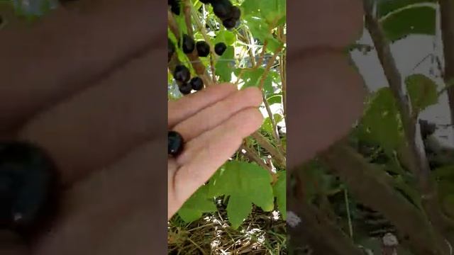 Чёрная смородина. Урожай 2022г | Black currant. Harvest 2022 | Agro food смотреть онлайн