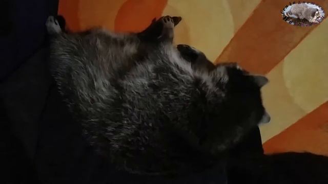 енот пытается уснуть смотреть онлайн