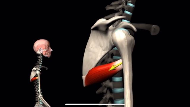 Большая круглая мышца. 3d anatomy. MUSCLE MOTION смотреть онлайн