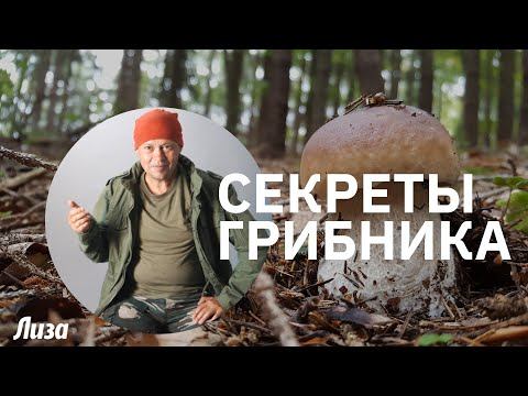 ВСЕ ЗА ГРИБАМИ! Грибник рассказывает, когда можно собирать грибы смотреть онлайн