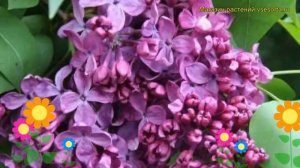 Сирень обыкновенная Индия. Краткий обзор, описание характеристик syringa vulgaris Indiia