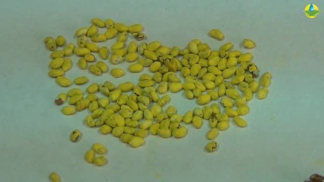 ДЖЕА ЖОҢЫШҚАСЫНЫҢ ТҰҚЫМЫ (31-01-2019) смотреть онлайн