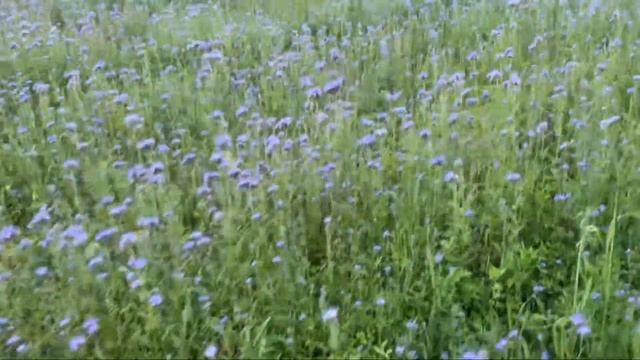 Фацелия, всходы, цветение и двуногие вредители…. смотреть онлайн