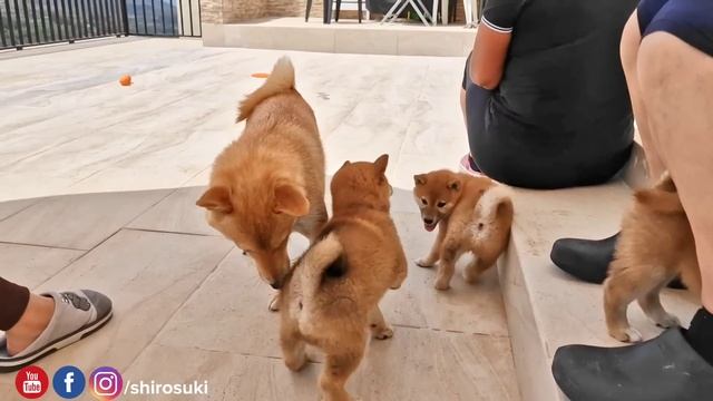 Potats start doin protestino & hab arguments ? смотреть онлайн