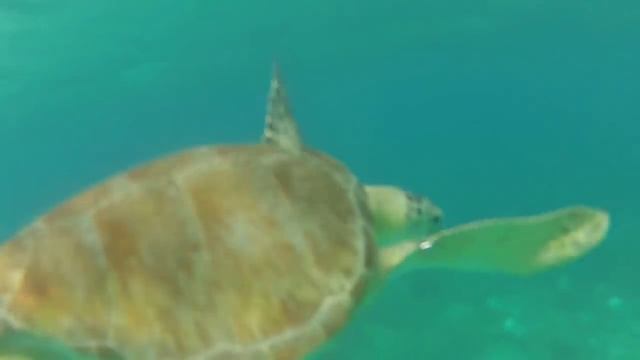 [HD] Kite trip at Union Island (Saint Vincent and the Grenadines) смотреть онлайн