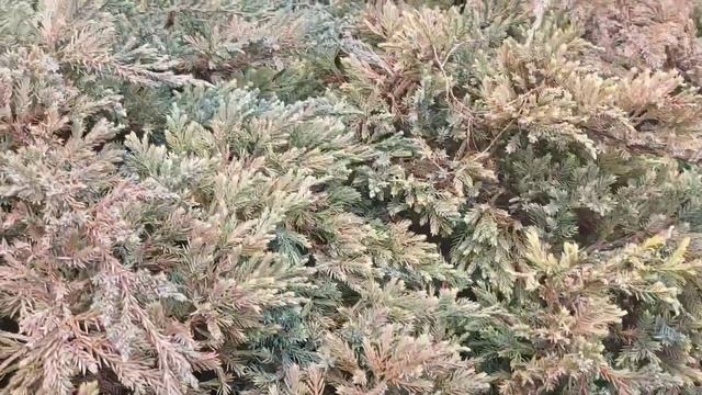 mavi ardıç çalısı, juniperus horizontalis blue chip, peyzaş bitkisi смотреть онлайн
