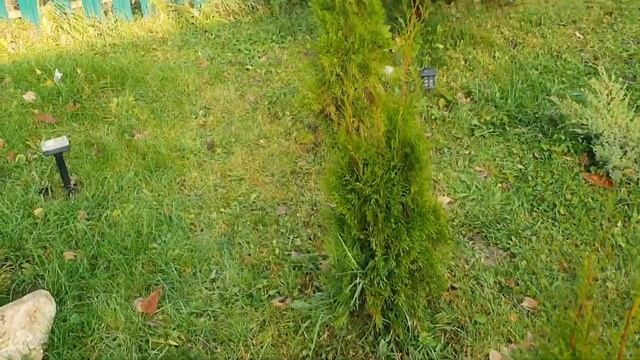 Подготовка сада к зиме | Уход за хвойными и плодовыми смотреть онлайн