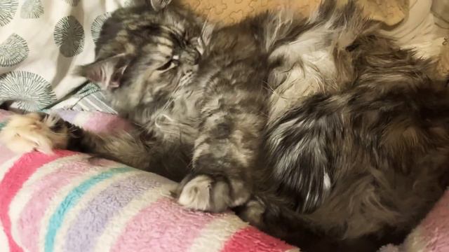 Мейн-кун по имени Мэйсичка очень тщательно умывается смотреть онлайн