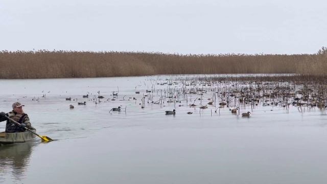 Чучела уток в лотосе. смотреть онлайн