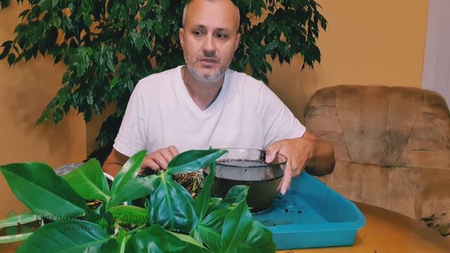 10. Syngonium i wielkie robale wychodzące z ziemi. смотреть онлайн
