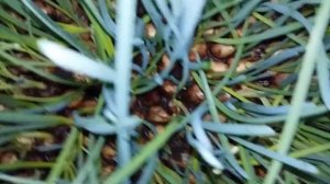 Лук сорта Стурон, из Башкирии 2015