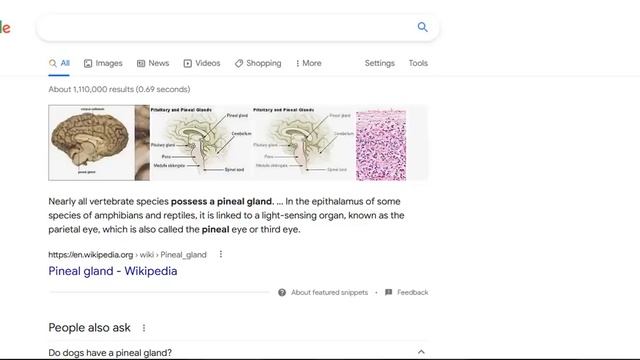 Does My Dog Have A Pineal Gland ? смотреть онлайн