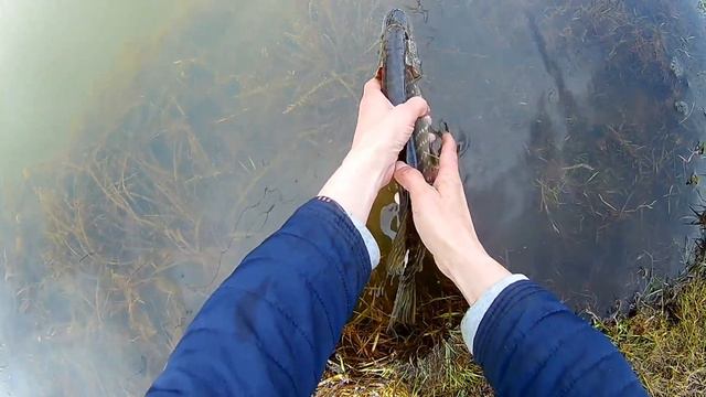 Ловля щуки спиннингом. Щуки рвут поводки. смотреть онлайн