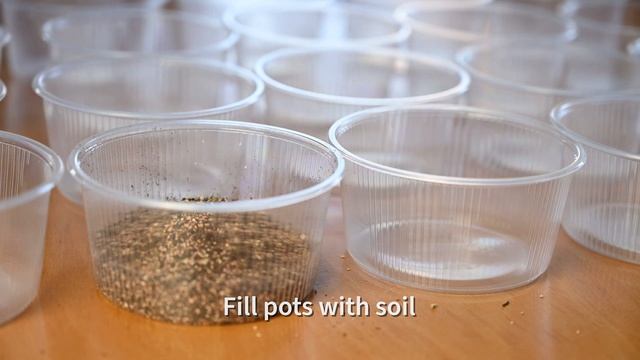 Echinocereus Sowing 2021 смотреть онлайн