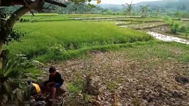 BKD Project #1 (Masak ngeliwet dipinggir sawah part2) смотреть онлайн