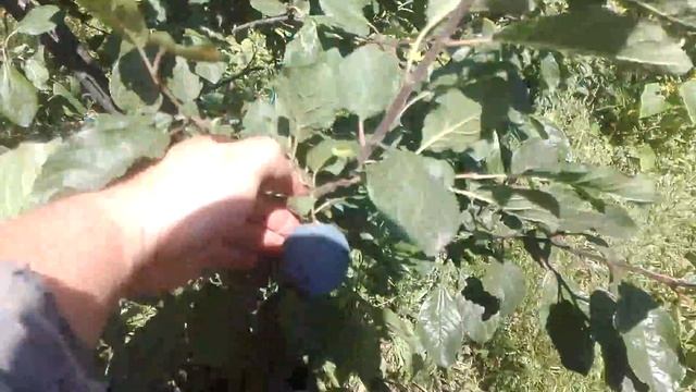 Слива синяя сорт КРОМАНЬ и ГИЛЬБЕРТ /// смотреть онлайн