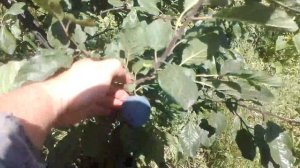 Слива синяя сорт КРОМАНЬ и ГИЛЬБЕРТ ///