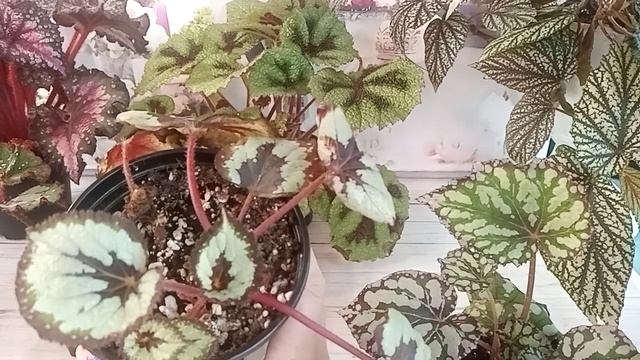 Новогодние бегонии смотреть онлайн