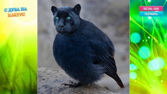 ПТИЦЕКОШКИ - ГИБРИДЫ, РОЖДЕННЫЕ В PHOTOSHOP смотреть онлайн