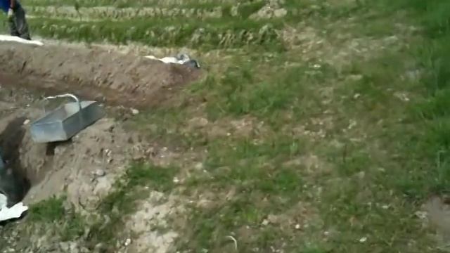 спаржа урожай Spargeln как выращивают и собирают в Германии рабочие в поле