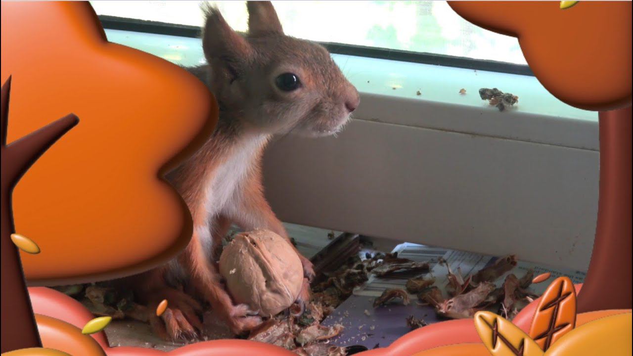 БУДНИ ДОМАШНЕЙ БЕЛКИ. КАК БЕЛКИ РАЗГРЫЗАЮТ ОРЕХИ. ВОТ ПО ЧЕМУ НЕ НАДО КОЛОТЬ БЕЛКАМ ОРЕХИ смотреть онлайн