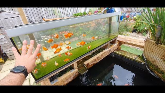 Growing a Green Carpet Without Green Water in the Aqueduct 2.0 смотреть онлайн