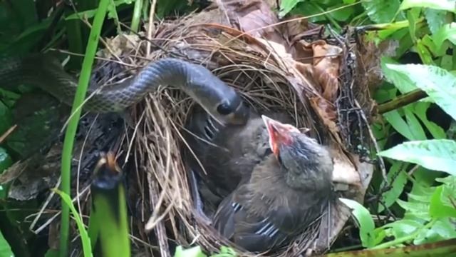 ? Королевская змея ест молодых птиц - Мать-птица борется, чтобы защитить своего детеныша смотреть онлайн