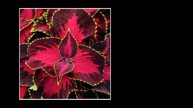 COLEUS PLANTS - Trying them from SEED again 💛🌿💜 Soil & Margaritas смотреть онлайн