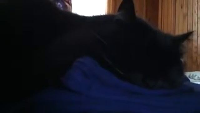 кот сопит смотреть онлайн