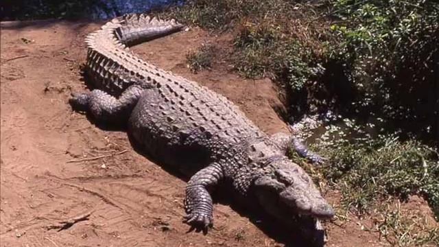 Interior Crocodile Alligator FULL SONG!!!!! смотреть онлайн