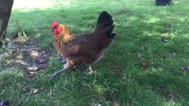 Содержание кур несушек/Польская Зеленоножка смотреть онлайн