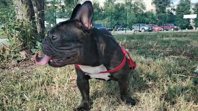 Мартин, французский бульдог, жараааа смотреть онлайн