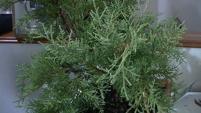 2a parte poda y modelado bonsai desde plantón de vivero juniperus chinensis old gold смотреть онлайн