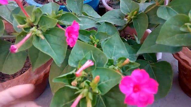 4'Oclock plant care|| mirabilis jalapa|| Gul E baas ||beautiful summer flowering plant _video no 30 смотреть онлайн
