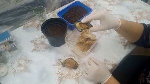 Как вырастить манго из косточки. Простой способ.