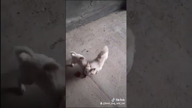 Чихуахуа🐶🐕😍💞💕 смотреть онлайн