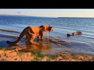 Пума Месси встретил чудище на море!