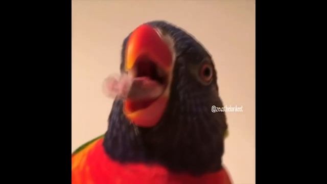 Funny birds! Забавные птицы! смотреть онлайн