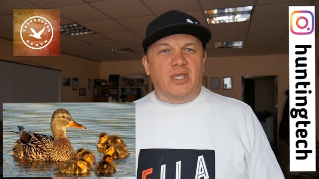 Учится ли утка и гусь? смотреть онлайн