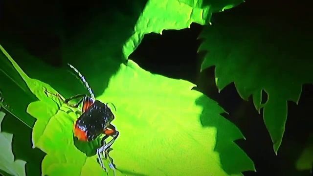 БИОСФЕРА: 40. Мягкотелка Красноногая (Cantharis rustica) смотреть онлайн