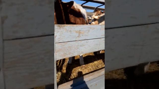 Урус-мартан Чечня рынок продажа С/Х Животный смотреть онлайн