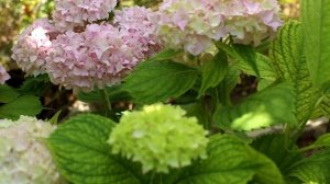 Крупнолистная гортензия год после посадки. Уход и подкормки.Как добиться цветения.