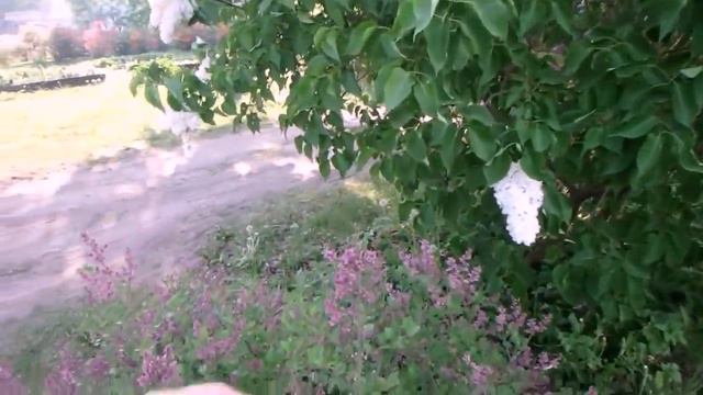 сказочный вечер в рижском ботаническом саду смотреть онлайн