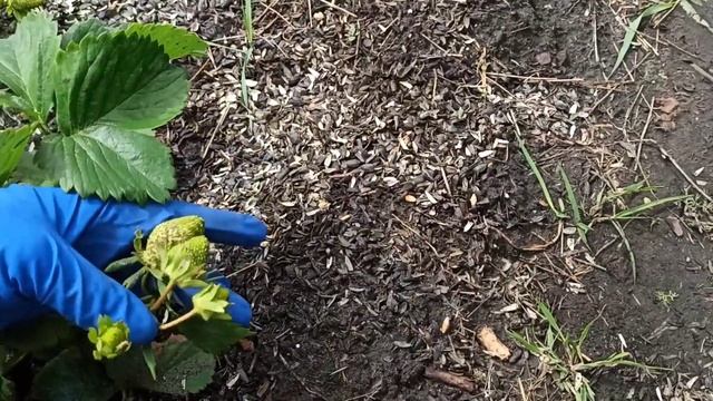 13.06.22.Обзор сортов НСД ??? смотреть онлайн