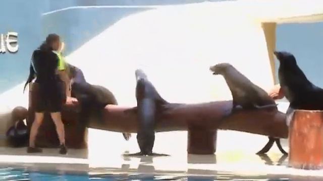 Шоу морских львов смотреть онлайн