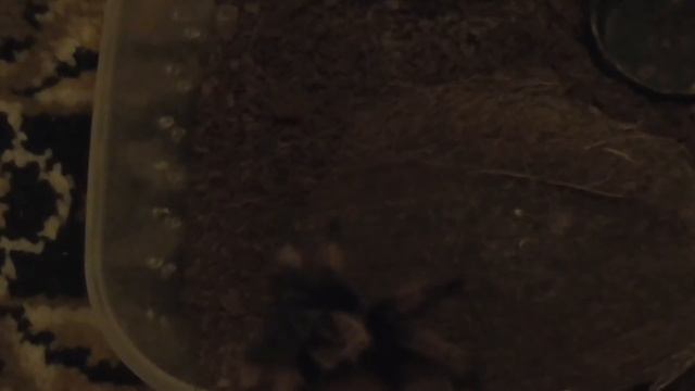 паук птицеед Brachypelma Emilia смотреть онлайн