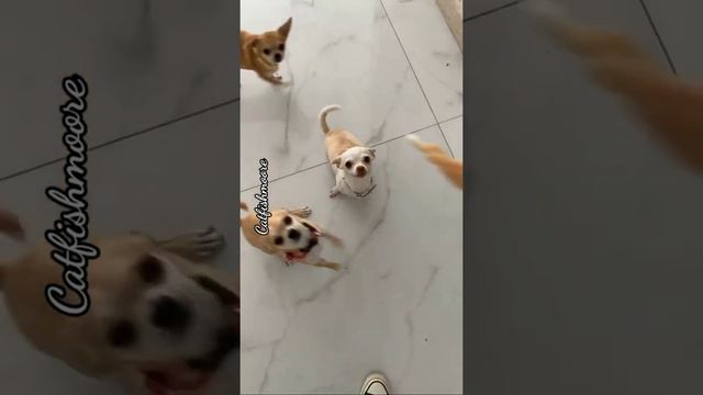 you want... please smile, smile, smile | nikki the chihuahua смотреть онлайн