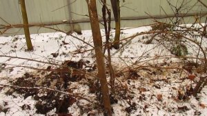 По новому формирую войлочную вишню.