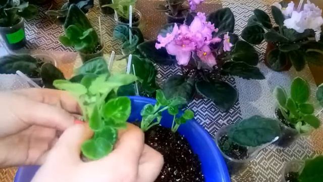 Фиалка с листа || ФИАЛКА ОТ А ДО Я!!! смотреть онлайн